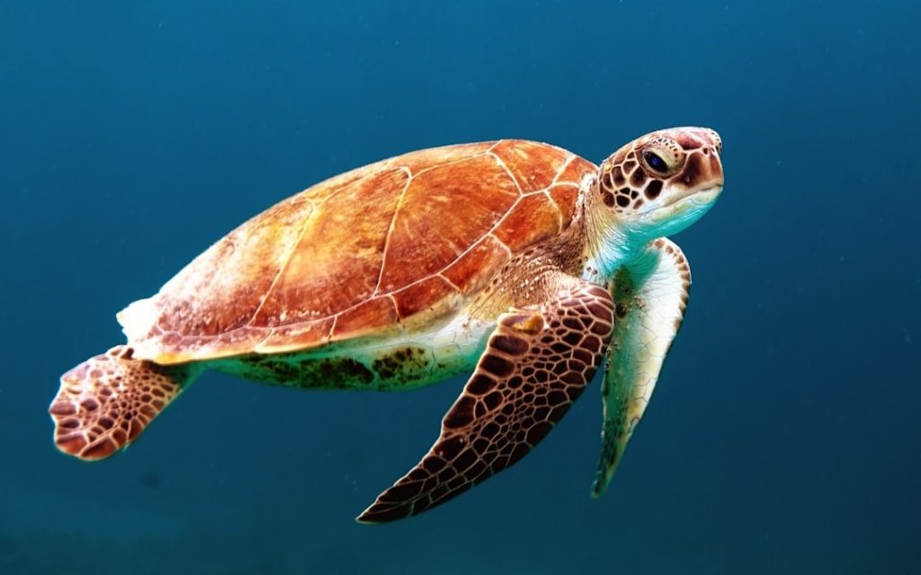 Sea-animals.com sea-turtle swimming underwater