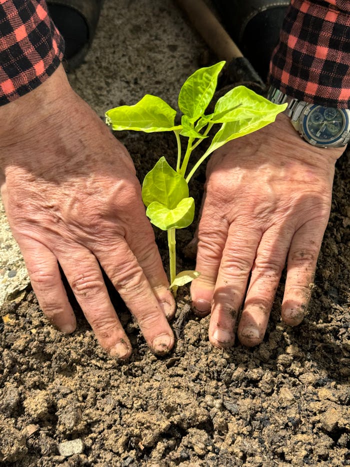 A senior persons hands planting a small green seedling in outdoor soil, symbolizing growth and care.